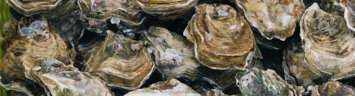 shellfish-education-oysters