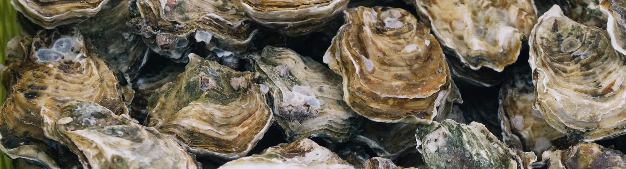 The Wellfleet Oyster: An Excerpted History