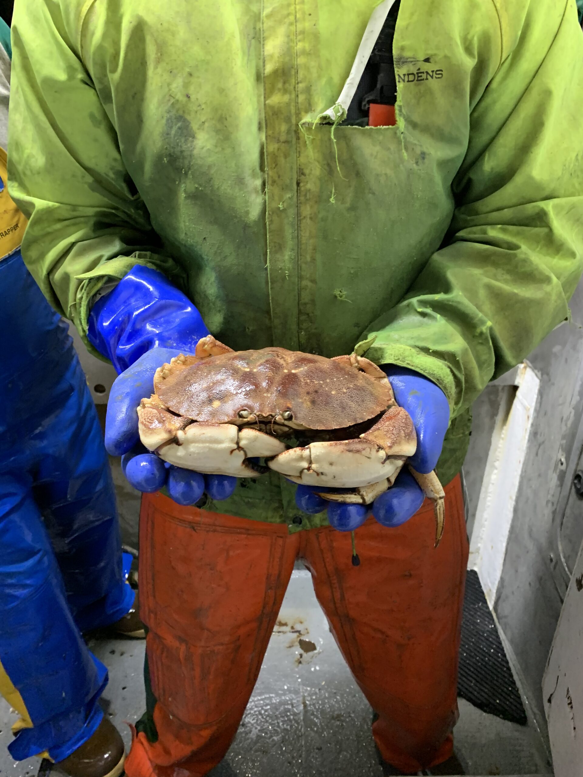 Jonah crabs become an emerging opportunity alongside lobster