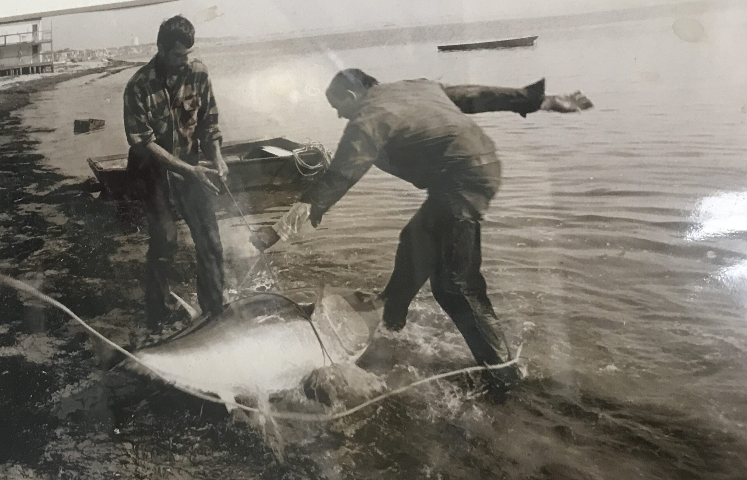 An ecosystem investigator remembers a tuna sleighride in Provincetown harbor