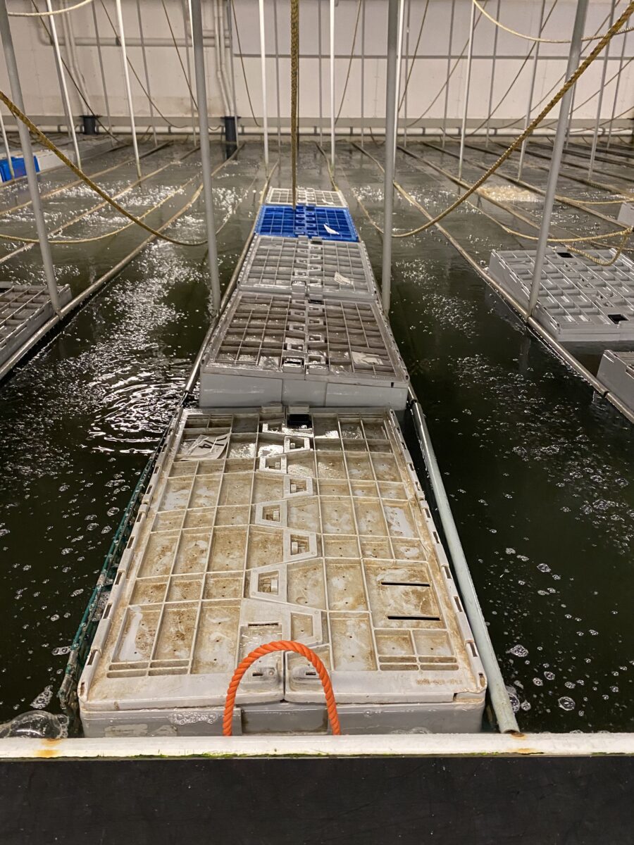 These totes are full of lobsters and the tanks are used to give lobsters some rest and relaxation before they head on to the next destination. 