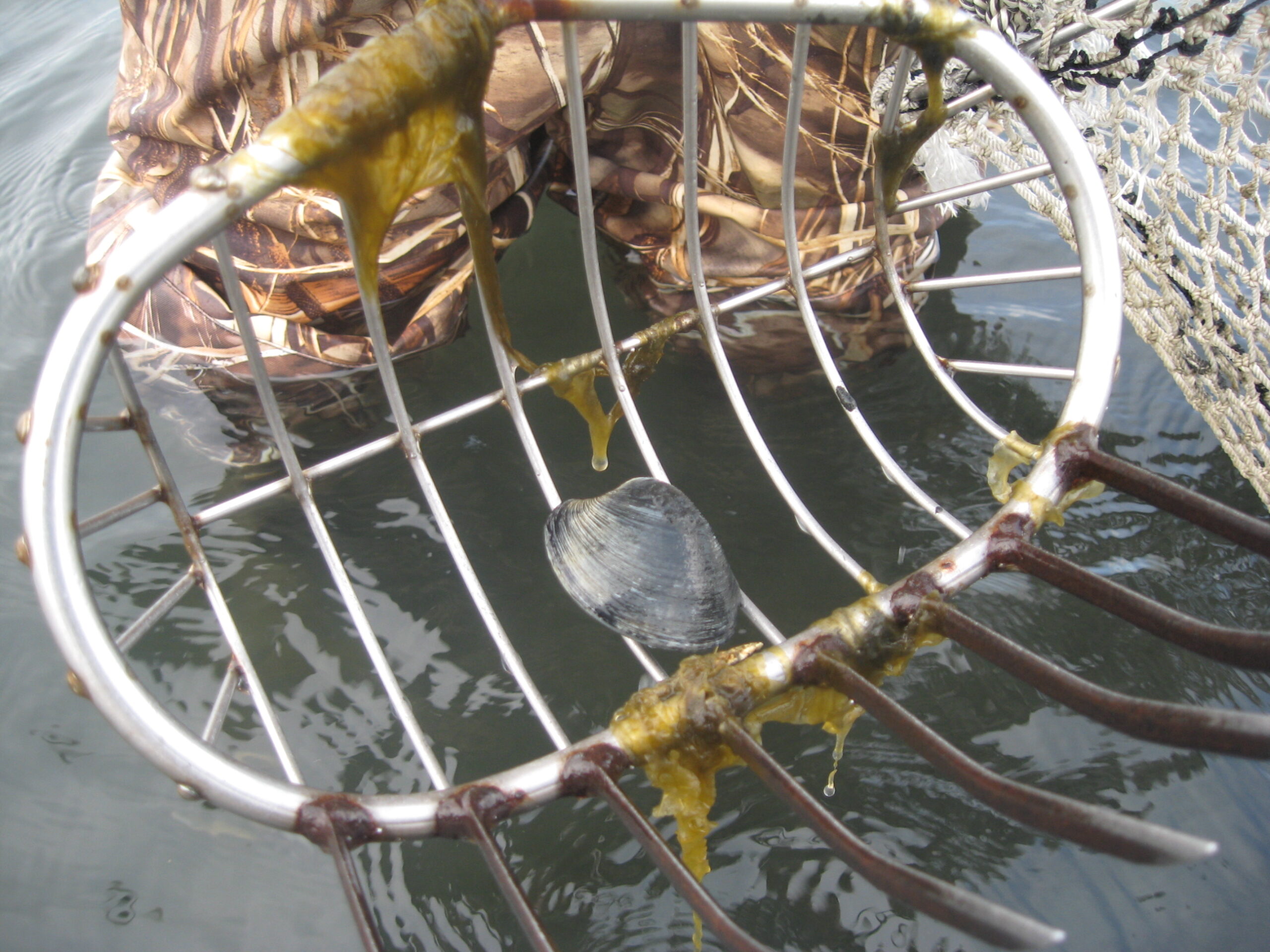 ‘Flintstones’ upweller needs town support