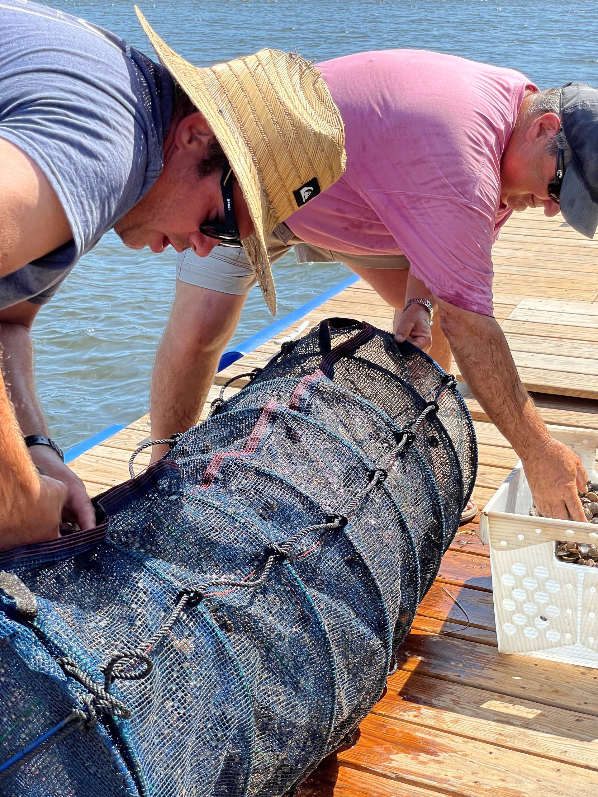 Ward blends science and farming to benefit bay scallops
