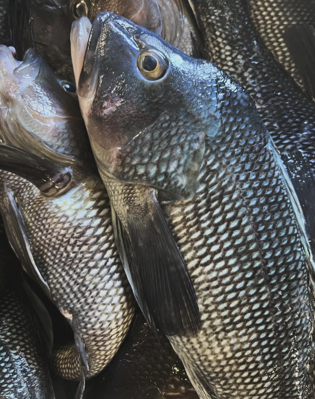 Finding more ways to introduce local fish