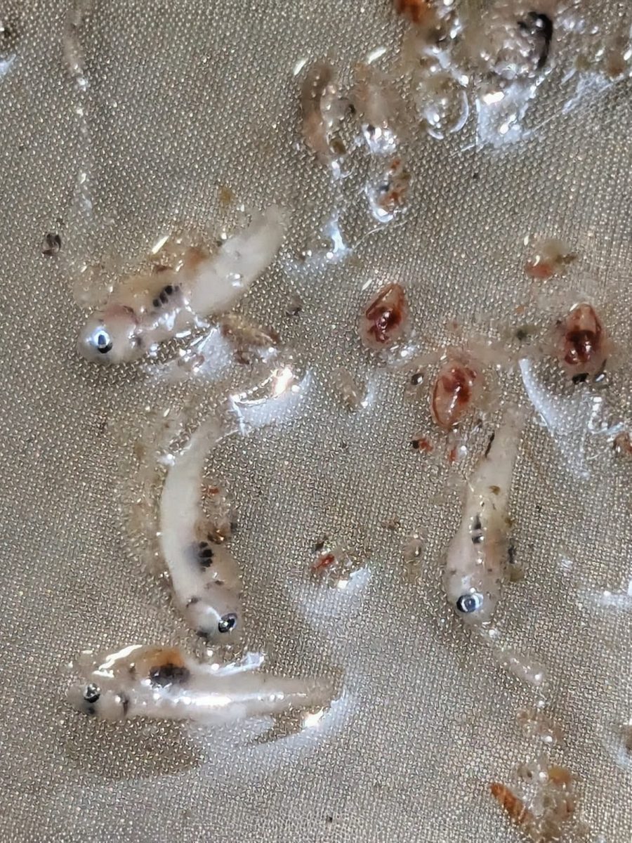 larval fish