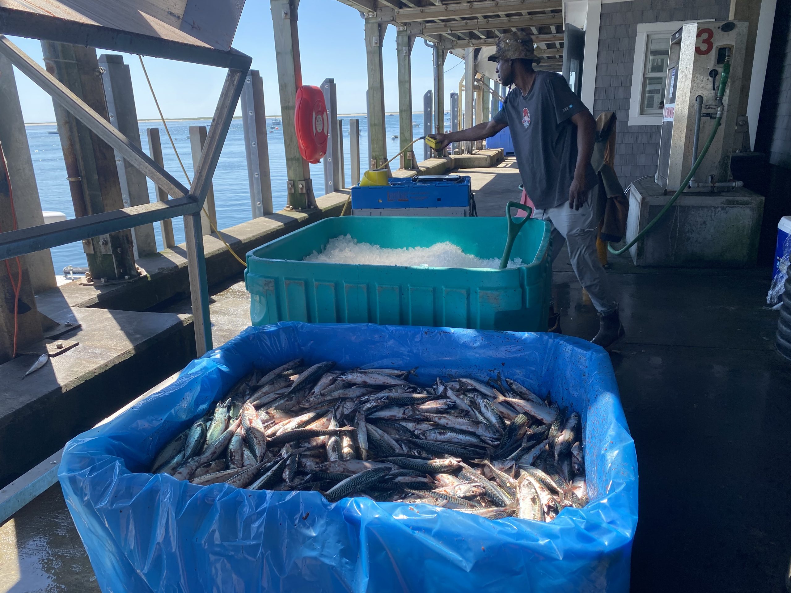 Photo Gallery: 12 hours at the Chatham Fish Pier